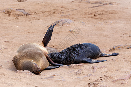 小海狮  纳米比亚Cape Cross的棕色海豹海滩哺乳动物海洋海岸皮肤大头鱼国家公园殖民地荒野图片