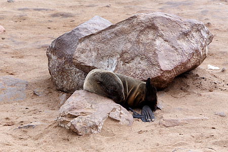 小海狮  纳米比亚Cape Cross的棕色海豹荒野哺乳动物野生动物岩石皮肤婴儿动物殖民地海滩海洋图片