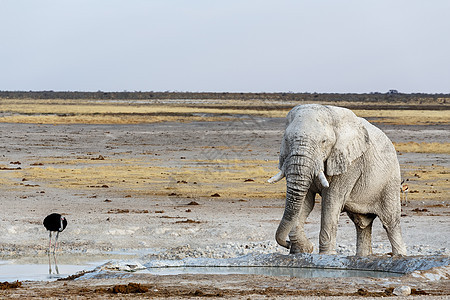 Etosha水坑上的白非洲大象哺乳动物小牛獠牙国家动物老人耳朵公园象牙树干图片