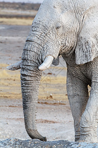 Etosha水坑上的白非洲大象荒野耳朵哺乳动物公园食草象牙獠牙灰尘树干老人图片