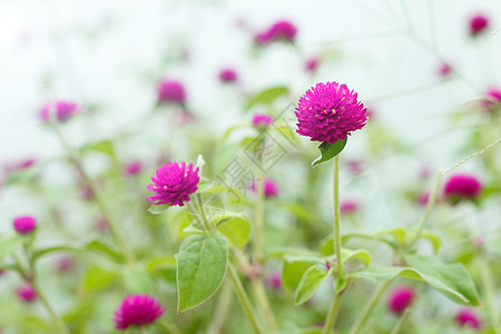 紫色的花生长环境花瓣植物学植物群叶子农村花园球体美丽图片