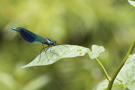 普伦登斯野生动物生活芨芨草荒野蜻蜓宏观蓝色男性昆虫翅膀图片