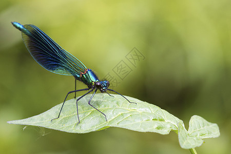 普伦登斯荒野蓝色翅膀动物昆虫漏洞环境野生动物生活少女图片