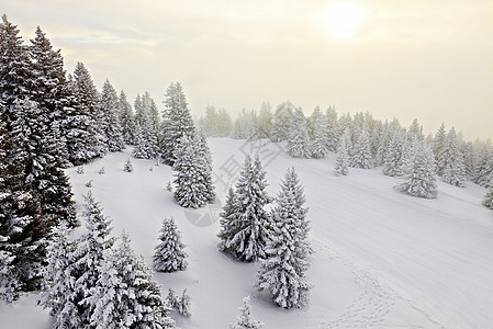 冬季森林松树场景树木爬坡环境冻伤辉光滑雪薄雾风景图片