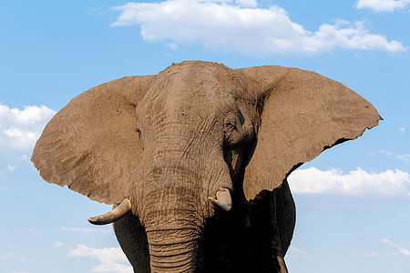 乔贝国家公园非洲大象男性公园成人国家动物耳朵荒野大草原衬套野生动物图片