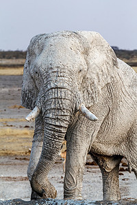 Etosha水坑上的白非洲大象耳朵獠牙国家野生动物男性老人象牙树干小牛灰尘图片