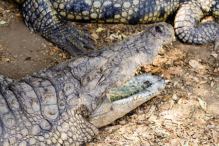 尼罗河鳄鱼的肖像爬行动物公园猎人危险动物牙齿捕食者眼睛荒野鳄属图片