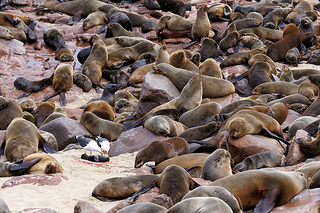 巨大的棕皮海豹聚居地     纳米比亚的海狮小狗捕食者食肉狮子岩石哺乳动物野生动物海岸海滩动物图片