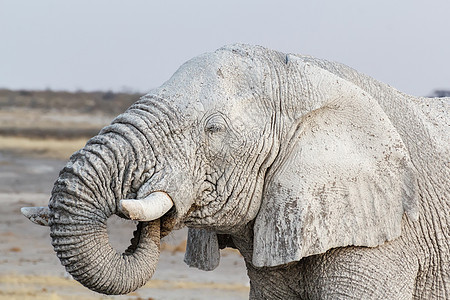 Etosha水坑上的白非洲大象男性灰尘野生动物耳朵哺乳动物象牙食草獠牙动物树干图片
