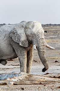 Etosha水坑上的白非洲大象象牙树干老人野生动物哺乳动物灰尘国家男性公园荒野图片