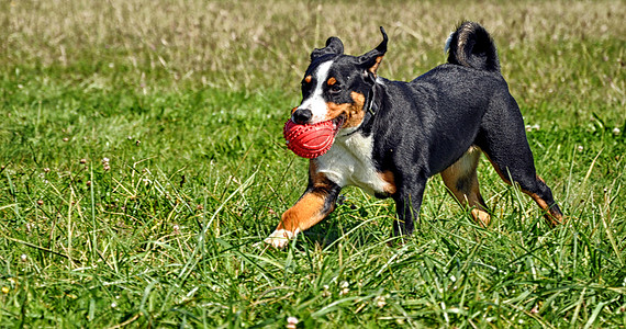 Appenzell 牛狗在绿草上奔跑三色白色宠物工作室动物猎犬绿色图片