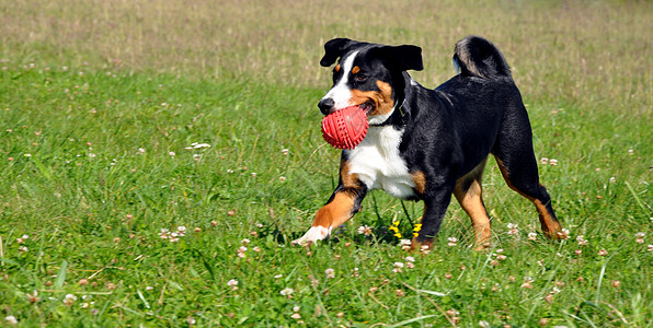 Appenzell 牛狗在绿草上奔跑宠物白色三色动物猎犬工作室绿色图片