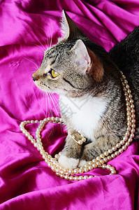 浪漫猫条纹粉色配件材料项链织物珠子猫科动物珠宝紫色图片