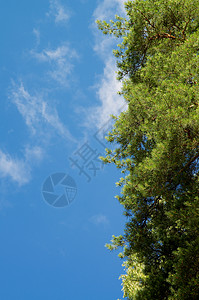 松树框架黄色树梢森林枝条幼芽植物晴天白色宏观蓝天图片