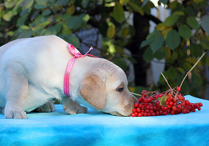 黄黄色拉布拉多小狗蓝色猎犬桌子朋友幸福喜悦宠物孩子箭木荚蒾图片