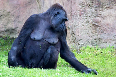 野大猩猩野生动物山脉石头丘陵哺乳动物动物灵长类木头黑猩猩背景图片
