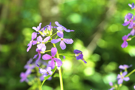 夏季山地草原上的蓝田花季节草地植物生长花园场地阳光场景紫色宏观图片