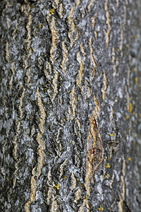 树木笼在树丛中 森林树的结壳框架木头晴天植物环境灰色季节生长绿色阳光图片