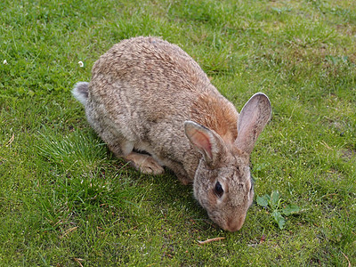 野野兔绿色野生动物草地棕色哺乳动物荒野兔子图片