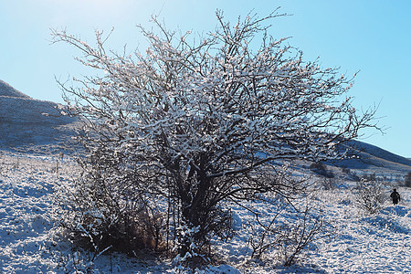 山上满是霜和积雪的树木暴风雪植物群童话木头气候照明公园首脑旅行太阳图片