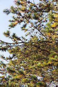 日本红松黑毛光合作用阳伞树干花园静脉松子密花叶子表皮图片