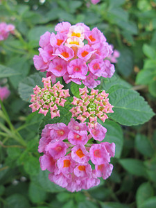 兰塔纳花花花朵橙子粉红色花蕾橙色雄蕊背景图片