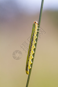 Sawfly 幼虫 (多勒勒斯 ferrugatus)图片