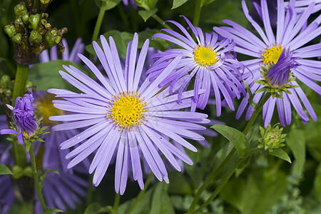 紫菊花黄色紫色宏观植物群紫花图片