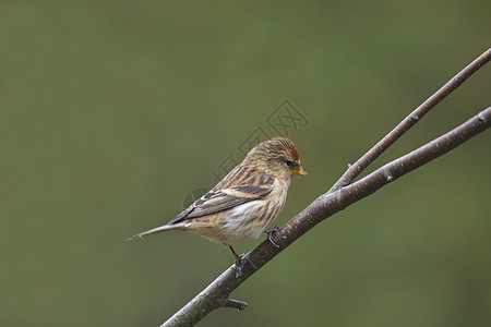 Redpoll 卡杜丽丝花粉男性粉色羽毛动物红色野生动物图片