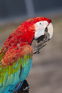 红金刚鹦鹉宠物荒野动物野生动物丛林绿色白色眼睛蓝色刚鹦鹉图片
