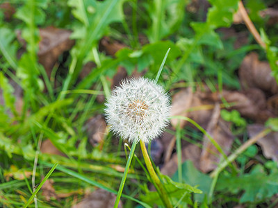 丹德利翁花草地植物绿色植物群植被图片