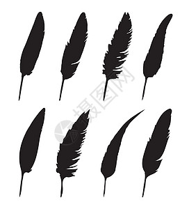向量组的白色背景上的羽毛插图写作收藏寓言艺术鹅毛笔书法墨水动物草图图片