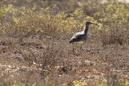 Whimbrel 努梅尼乌斯普埃奥普斯波浪涉水海滩褐藻蜈蚣科手风琴支撑鸟类岩石图片