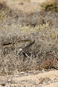 Whimbrel 努梅尼乌斯普埃奥普斯鸟类岩石涉水支撑褐藻海滩蜈蚣科波浪图片