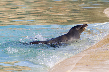 海狮狮子幼崽幼兽动物游泳海豹物种哺乳动物濒危小动物野生动物图片
