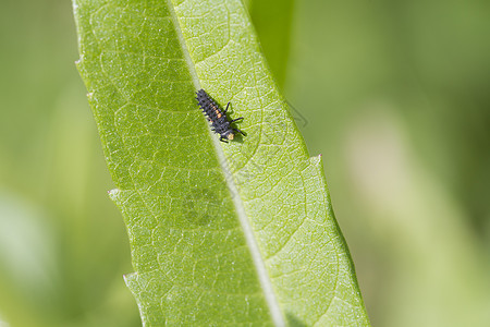 虫叶子宏观野生动物甲虫幼虫瓢虫昆虫害虫图片