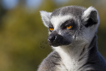 环尾狐猴Lemur catta环尾黑色动物野生动物毛皮黑与白哺乳动物灰色荒野条纹图片