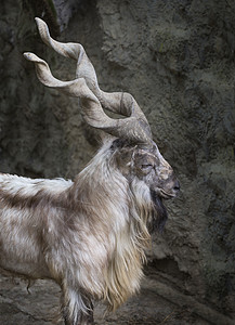 马克霍公园荒野动物牛角濒危男性头发哺乳动物动物园石头图片