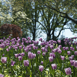 紫色郁金香美丽绿色植物花瓣树叶植物学生长植物花朵植物群花园图片