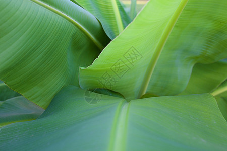 香蕉叶气候植物绿色热带叶子条纹图片