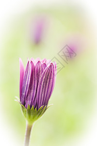 紫菊花芽图片