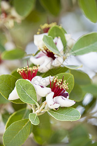 树上的红花和白花白色红色绿色宏观花园花瓣植物图片