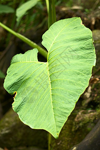 大叶植被植物群森林绿色叶子静脉图片