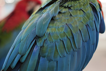 鹦鹉羽毛宠物动物自由荒野翅膀鸟类野生动物飞行动物园图片