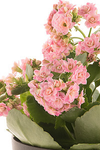 卡兰乔卡兰迪瓦花卉花朵生活植物学热带绿色植物思考花盆味道花店花瓣图片