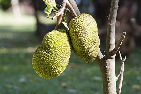 Jackfruit 粗金刚石气候异国尖刺素食叶子热带美食植物绿色水平图片