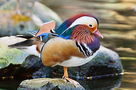 男普通话鸭荒野男性蓝色白色棕色池塘反射羽毛绿色动物图片