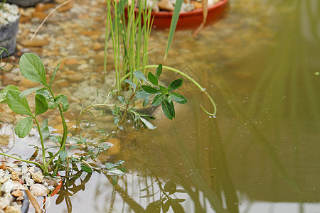 池塘植物  细节种植植物群绿色花园叶子季节园艺图片