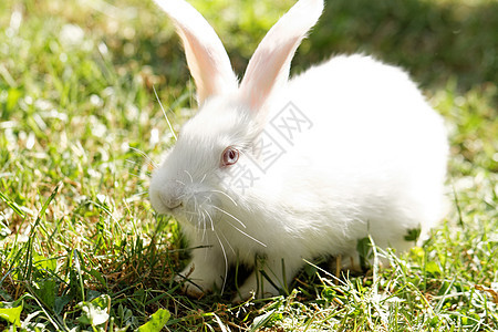 白兔子野兔花园哺乳动物野生动物耳朵草地动物场地荒野绿色图片