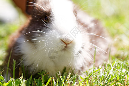 可爱兔子花园野兔宠物哺乳动物棕色耳朵白色盆栽花斑绿色图片